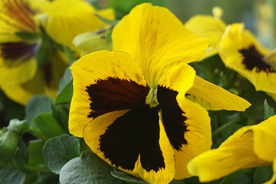 Sachet de graines de pensée suisse variée - sachet de 0,5 grammes - petite entreprise française - made in france