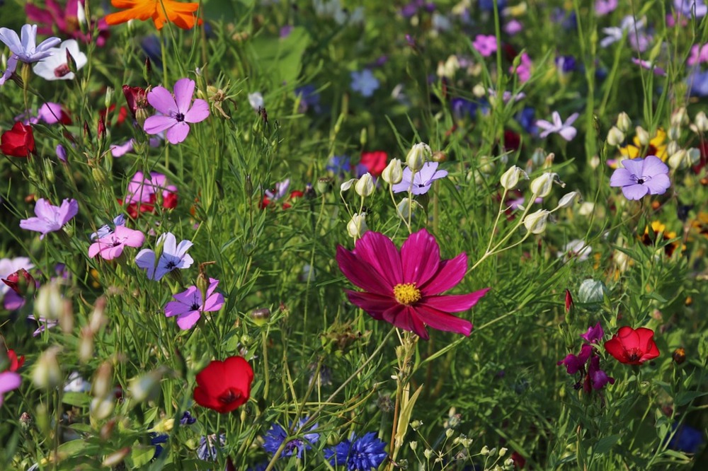 Mini-kit de graines de fleurs mellifères