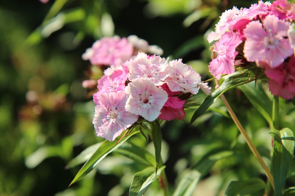 Sachet de graines d' œillet des poètes double varié - sachet de 2 grammes - petite entreprise française - made in france