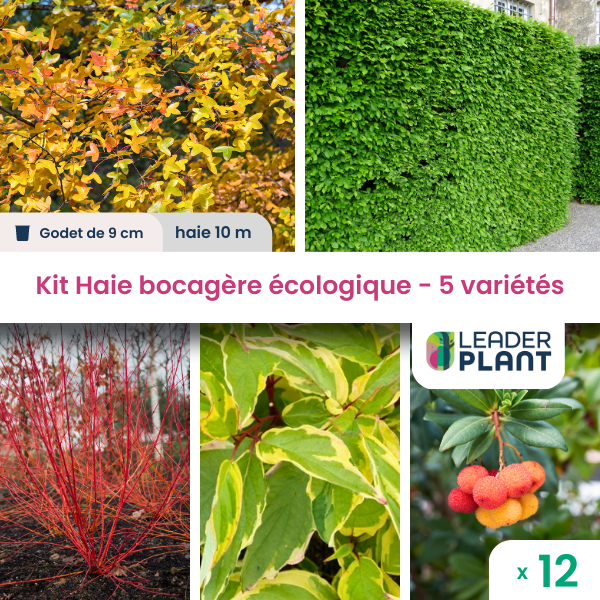 Kit haie bocagère écologique - 5 variétés - lot de 12 plants en godet