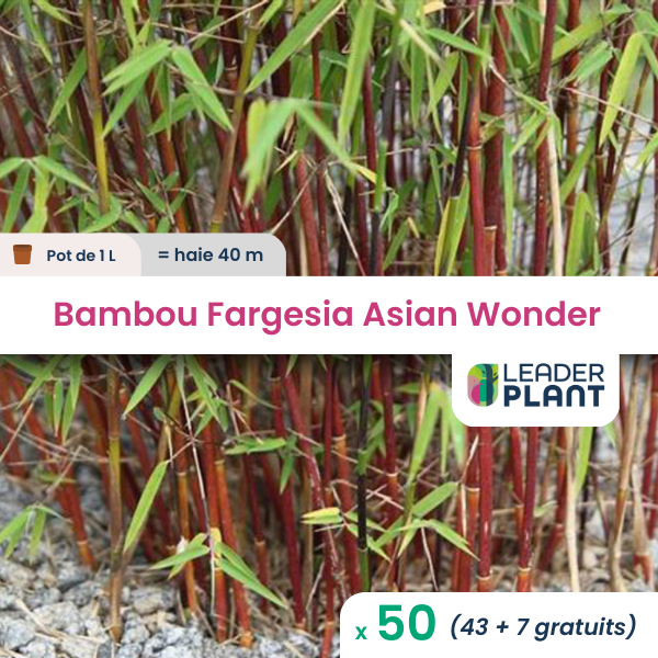 50 x bambou fargesia asian wonder en pot de 1 l