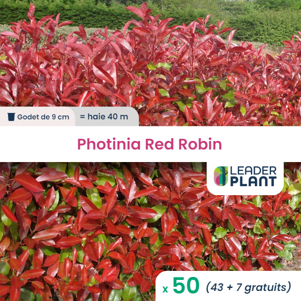 50 x photinia red robin en godet