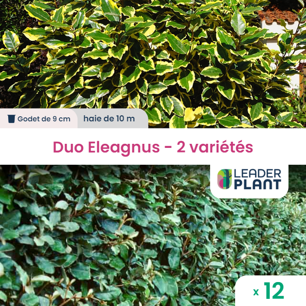 Duo d'eleagnus vert et panaché - 2 variétés - lot de 12 plants en godet