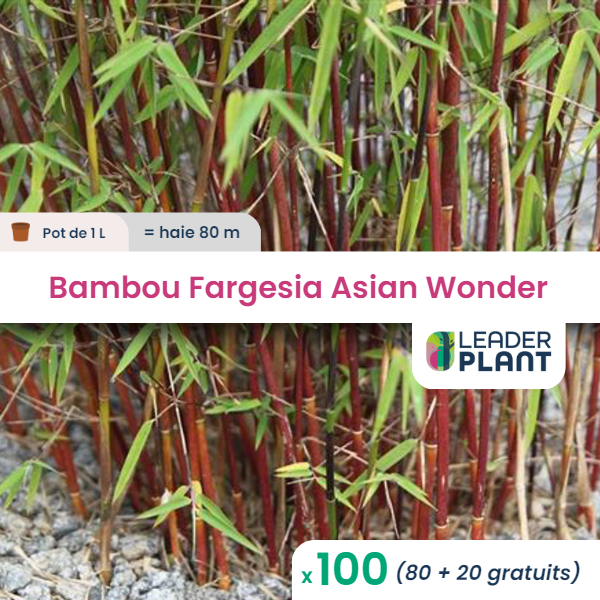 100 x bambou fargesia asian wonder en pot de 1 l