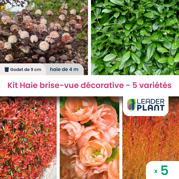 Kit haie brise vue décorative - 5 variétés - lot de 5 plants en godet
