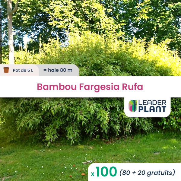 100 x bambou fargesia rufa en pot de 5 l