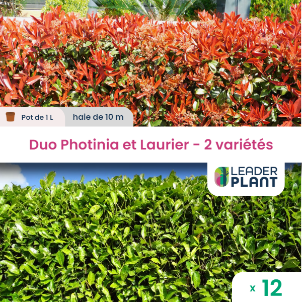 Duo photinias rouge et lauriers verts – 2 variétés – lot de 12 plants en pot de 1 l
