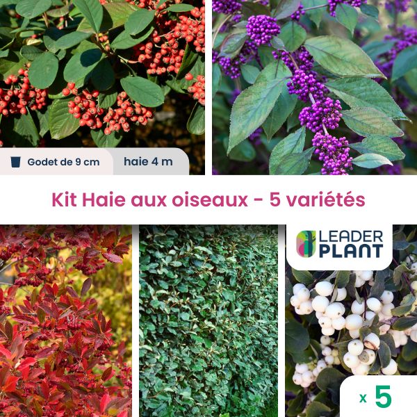 Kit haie aux oiseaux - 5 variétés - lot de 5 plants en godet