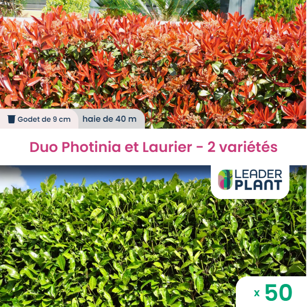 Duo photinias rouge et lauriers verts – 2 variétés – lot de 50 plants en godet