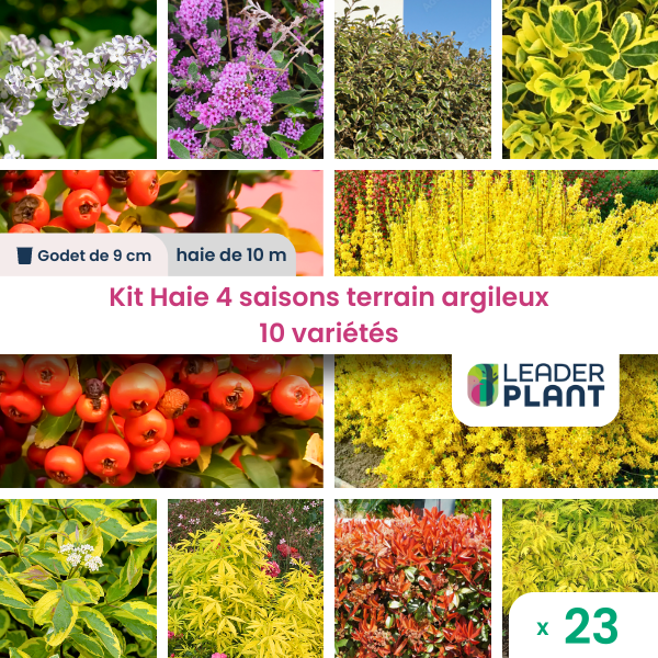 Kit haie 4 saisons terrain argileux – 10 variétés – lot de 23 plants en godet
