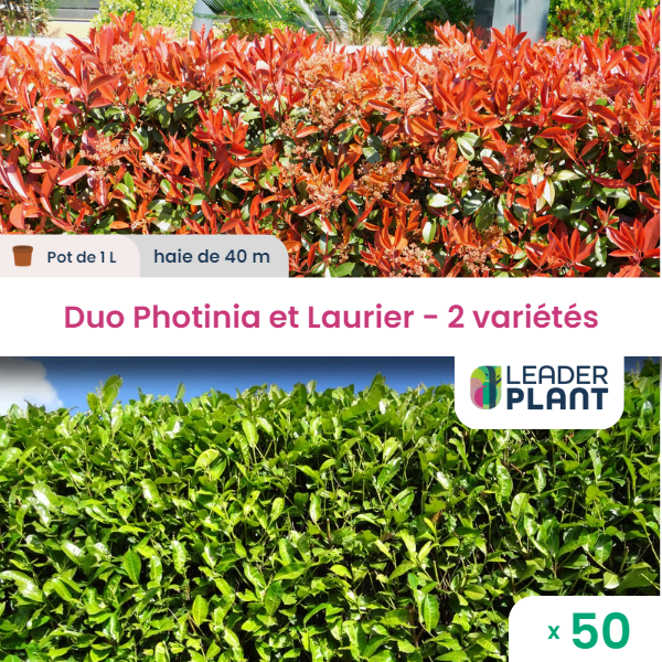 Duo photinias rouge et lauriers verts – 2 variétés – lot de 50 plants en pot de 1 l