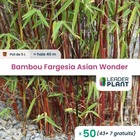 50 x bambou fargesia asian wonder en pot de 5 l