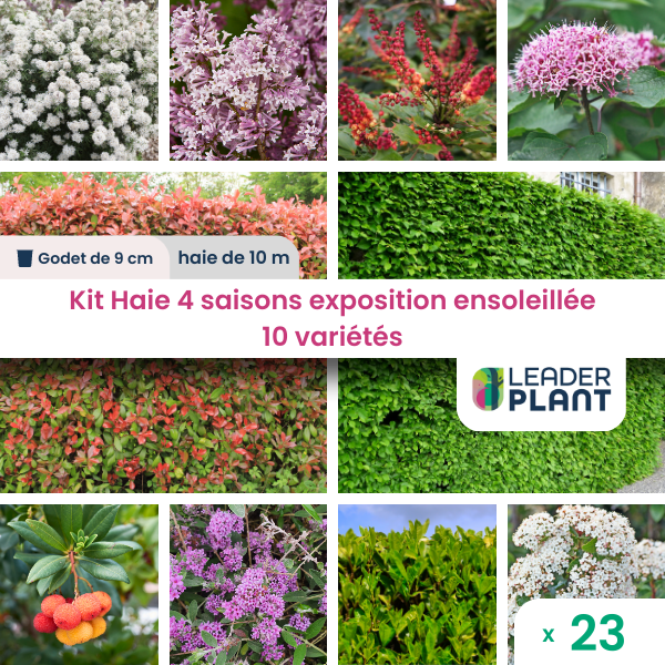 Kit haie 4 saisons exposition ensoleillée - 10 variétés – lot de 23 plants en godet