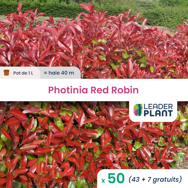 50 x photinia red robin  en pot de 1 l