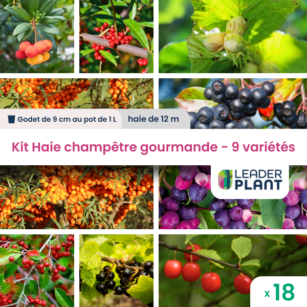Kit haie champêtre gourmande - 9 variétés – lot de 18 plants en godet et pot de 1l