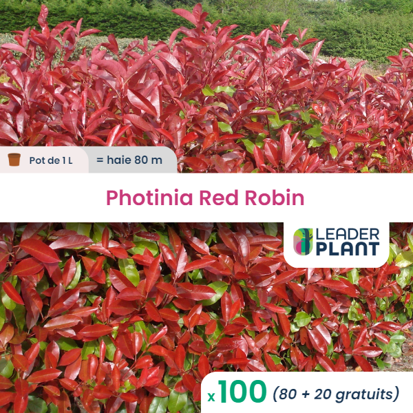 100 x photinia red robin  en pot de 1 l