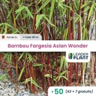 50 x bambou fargesia asian wonder 60/70 en pot de 2 l