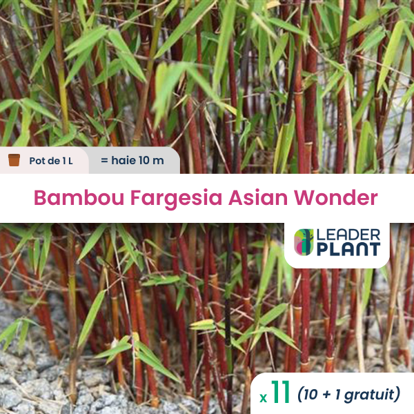 11 x bambou fargesia asian wonder en pot de 1 l