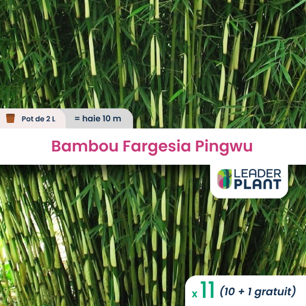 11 x bambou fargesia pingwu en pot de 2 l