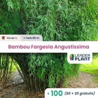 100 x bambou fargesia angustissima  en pot de 1 l