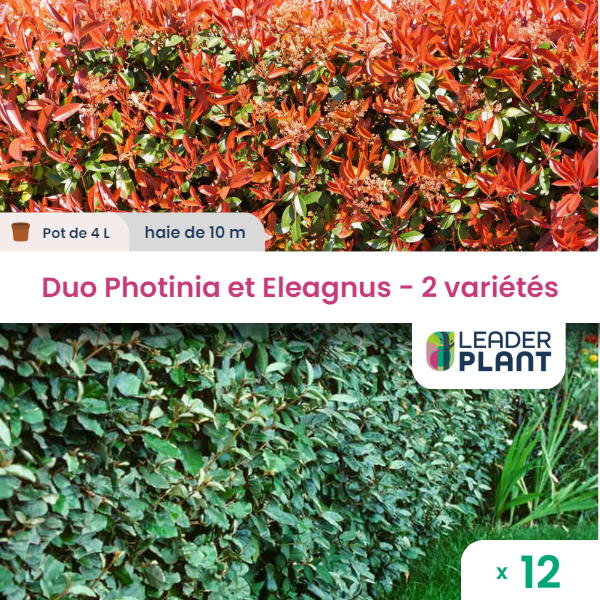 Duo de lauriers rouge et argent - 2 variétés - lot de 12 plants en pot de 4 l