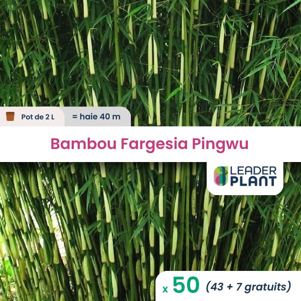 50 x bambou fargesia pingwu en pot de 2 l