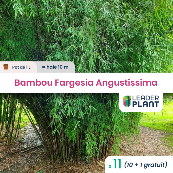 11 x bambou fargesia angustissima en pot de 1 l