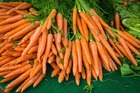 Sachet de graines de carotte nantaise améliorée bio - sachet de 4 grammes - petite entreprise française - made in france