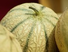 Sachet de graines de melon stellio - sachet de 0,2 grammes - petite entreprise française - made in france
