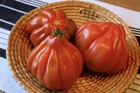Sachet de graines de tomate cœur de bœuf d'albenga - sachet de 0,5 grammes - petite entreprise française - made in france