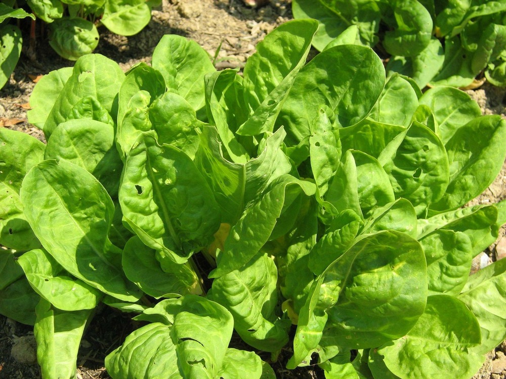 Sachet de graines d'oseille large de belleville - sachet de 2,5 grammes - petite entreprise française - made in france