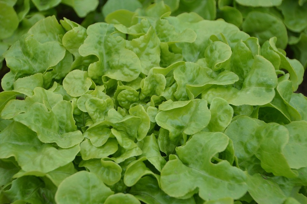 Sachet de graines de laitue à couper salad bowl blonde - sachet de 3 grammes - petite entreprise française - made in france