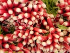 Sachet de graines de radis flamboyant - sachet de 10 grammes - petite entreprise française - made in france