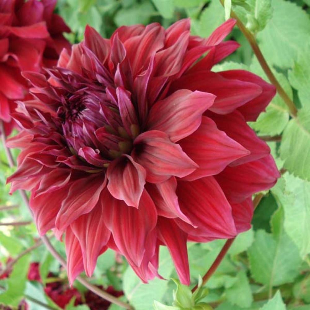 Dahlia géant décoratif 'spartacus' bulbe calibre i