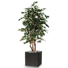 Ficus exotique artificiel multitroncs naturels en pot h 180 cm vert - dimhaut: h