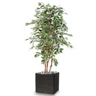 Ficus exotique factice multitroncs naturels en pot h180cm blanc-vert - dimhaut: