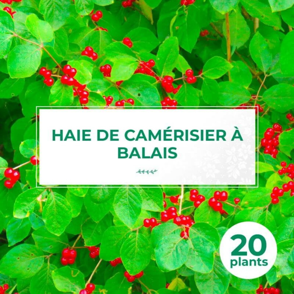 20 camerisier à balais (lonicera xylosteum) - haie de camerisier à balais - 20 jeunes plants : taille 30/50cm