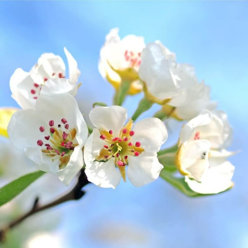 Poirier sauvage (Pyrus Communis)