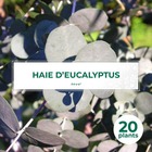 20 eucalyptus (eucalyptus gunnii) - haie de eucalyptus - 20 jeunes plants : taille 13/25cm