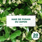 20 fusain du japon (euonymus japonicus) - haie fusain du japon - 20 jeunes plants : taille 13/25cm