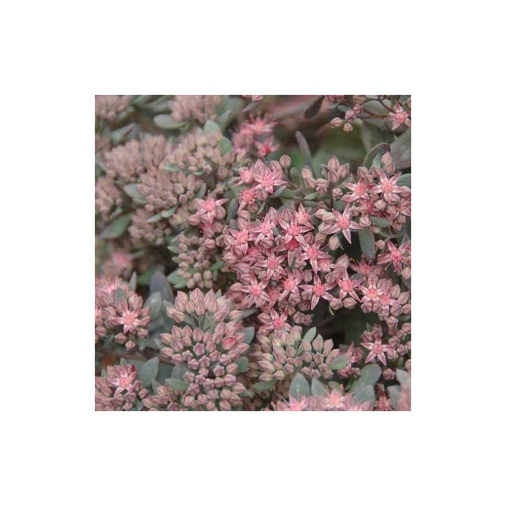 Orpin red canyon, sedum lot de 5 godets
