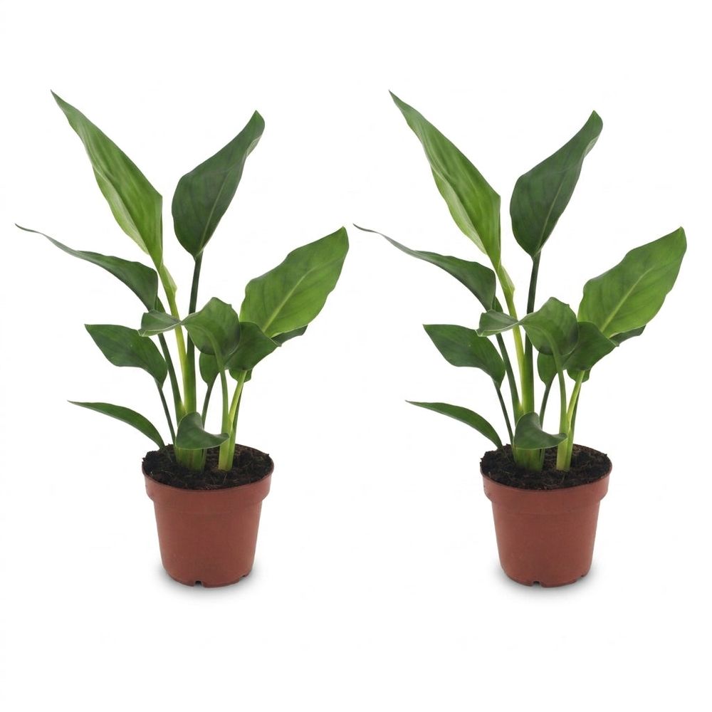 Strelitzia reginea - oiseau de paradis - pot de 12cm