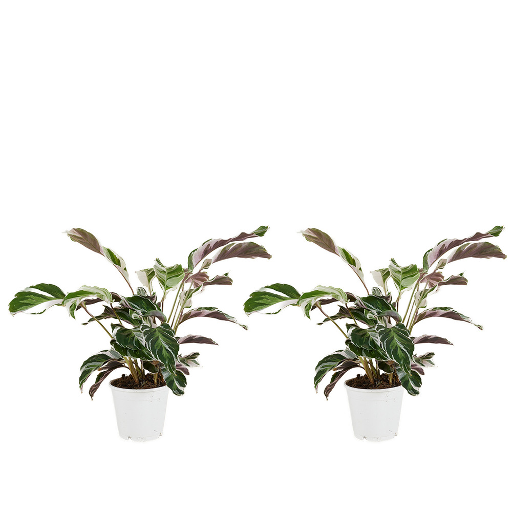 Lot de 2 - calathea white fusion - plante d'intérieur - facile d'entretien - h. 40-50 cm
