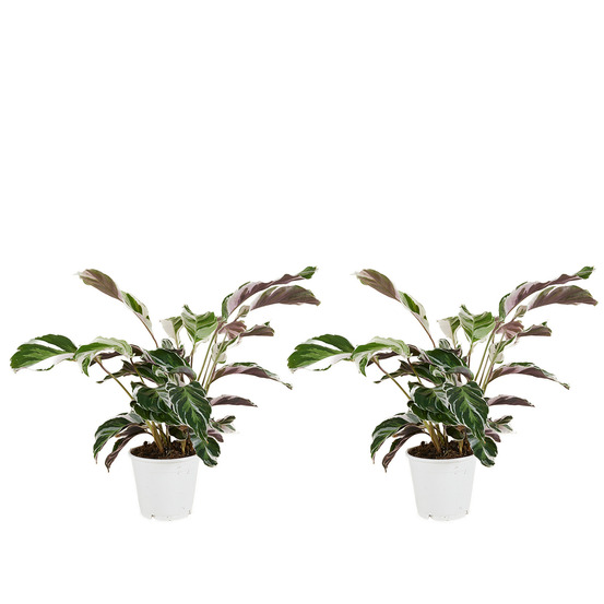 Lot de 2 - calathea white fusion - plante d'intérieur - facile d'entretien - h. 40-50 cm