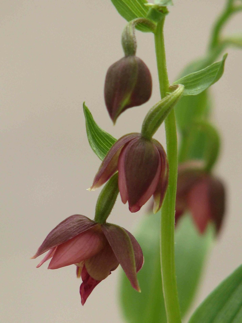 Epipactis royleana pot de 1 litre - 0/60 cm