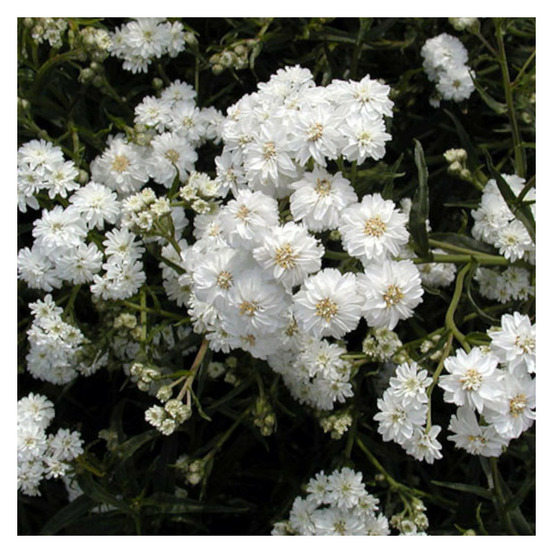 Achillée ptarmique boule de neige lot de 5 godets