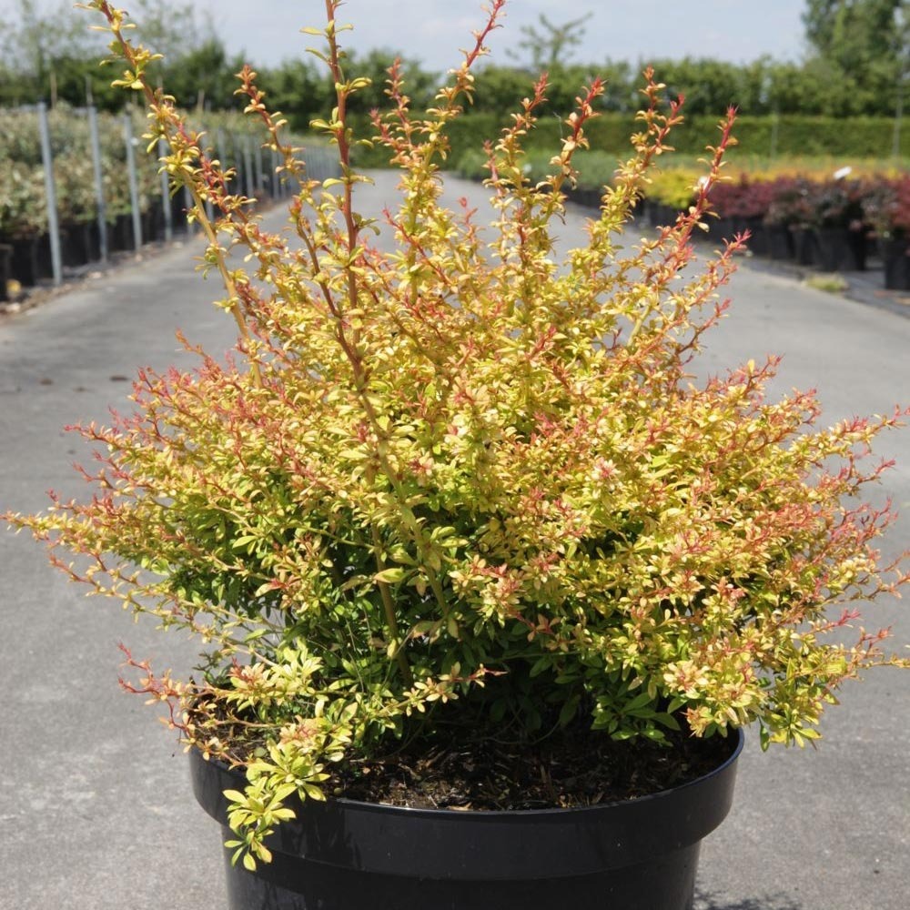 Berberis thunbergii golden dream - épine-vinette pot de 2l/3l