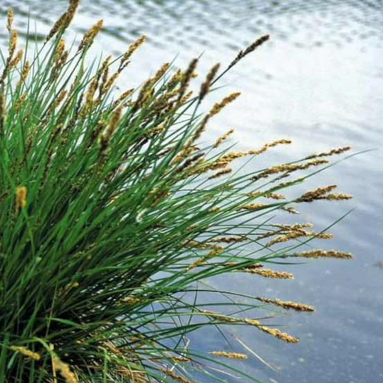 Laîche paniculée lot de 9 godets