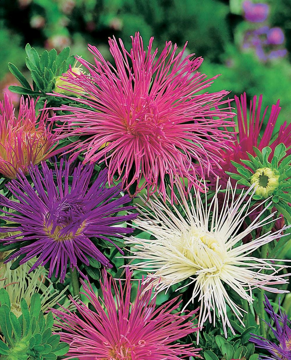 Reine marguerite unicum electrique - 1 g