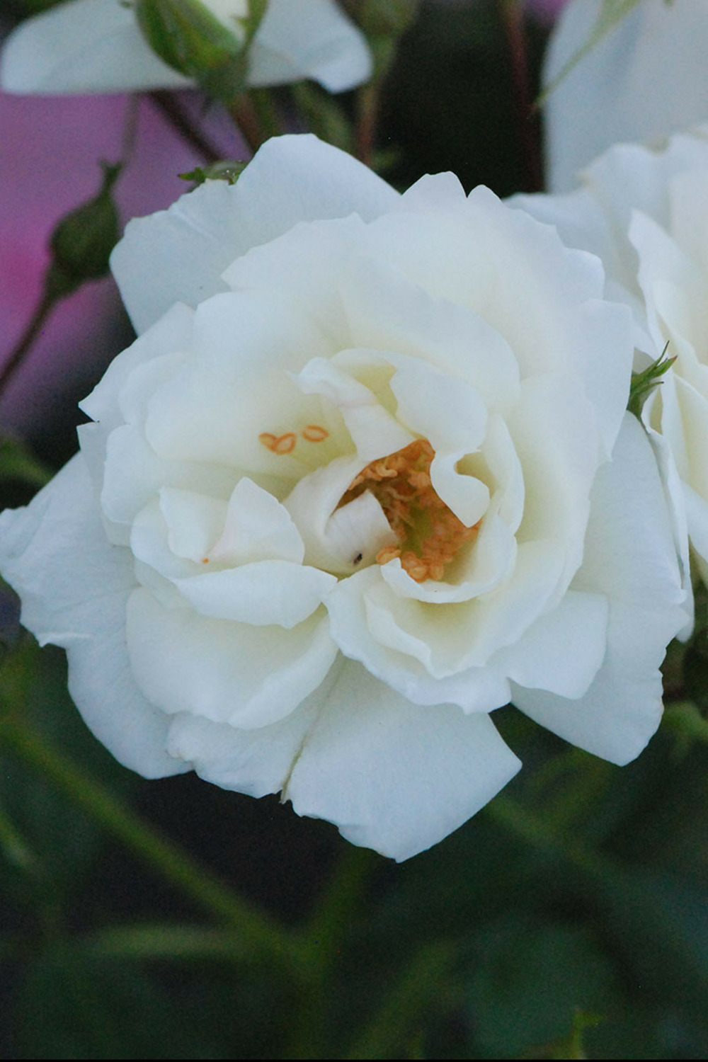 Rosier décorosiers ? 'opalia ?' - en pot de 5 litres